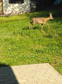 Reh im Garten