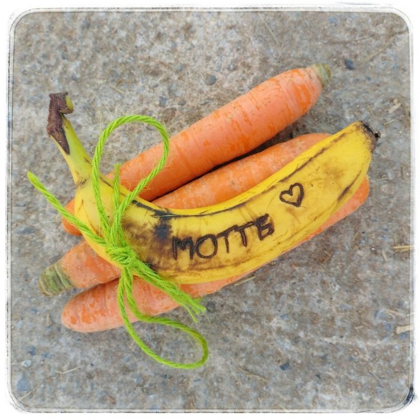 Banane und Karotten für Motte